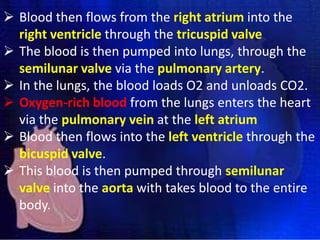  Blood then flows from the right atrium into the
right ventricle through the tricuspid valve
 The blood is then pumped into lungs, through the
semilunar valve via the pulmonary artery.
 In the lungs, the blood loads O2 and unloads CO2.
 Oxygen-rich blood from the lungs enters the heart
via the pulmonary vein at the left atrium
 Blood then flows into the left ventricle through the
bicuspid valve.
 This blood is then pumped through semilunar
valve into the aorta with takes blood to the entire
body.

 