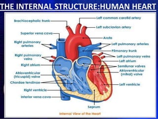 THE INTERNAL STRUCTURE:HUMAN HEART

 