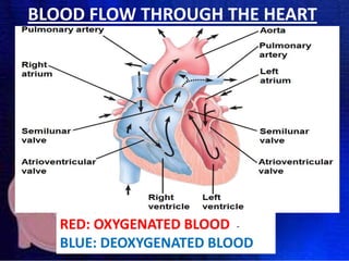 BLOOD FLOW THROUGH THE HEART

RED: OXYGENATED BLOOD BLUE: DEOXYGENATED BLOOD

 