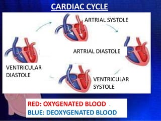CARDIAC CYCLE
ARTRIAL SYSTOLE

ARTRIAL DIASTOLE
VENTRICULAR
DIASTOLE

VENTRICULAR
SYSTOLE

RED: OXYGENATED BLOOD BLUE: DEOXYGENATED BLOOD

 