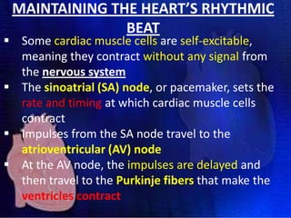 MAINTAINING THE HEART’S RHYTHMIC
BEAT

 Some cardiac muscle cells are self-excitable,
meaning they contract without any signal from
the nervous system
 The sinoatrial (SA) node, or pacemaker, sets the
rate and timing at which cardiac muscle cells
contract
 Impulses from the SA node travel to the
atrioventricular (AV) node
 At the AV node, the impulses are delayed and
then travel to the Purkinje fibers that make the
ventricles contract

 