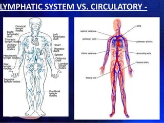 LYMPHATIC SYSTEM VS. CIRCULATORY -

 