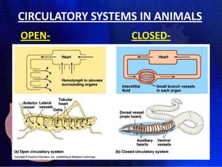 CIRCULATORY SYSTEMS IN ANIMALS
OPEN-

CLOSED-

 
