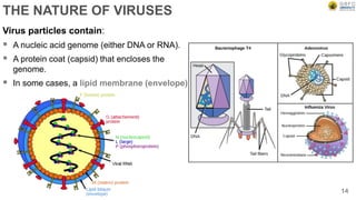THE NATURE OF VIRUSES
14
Virus particles contain:
 A nucleic acid genome (either DNA or RNA).
 A protein coat (capsid) that encloses the
genome.
 In some cases, a lipid membrane (envelope)
 