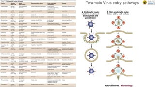 Two main Virus entry pathways
 