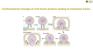 Conformational changes of viral fusion proteins leading to membrane fusion.
 