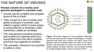 THE NATURE OF VIRUSES
Viruses consist of a nucleic acid
genome packaged in a protein coat.
 Viruses are the smallest and simplest
forms of life on Earth.
 They consist of a set of nucleic acid
genes enclosed in a protein coat,
called a capsid, which in some cases
is surrounded by or encloses a lipid
membrane, called an envelope.
 The viral genome encodes proteins
that enable it to replicate and to be
transmitted from one cell to another,
and from one organism to another.
 The complete, infectious virus particle
is called a virion.
20
Figure: Schematic diagram of virus particles. Illustrated
are the two most common capsid morphologies: a roughly
spherical shell (left) and a tubular rod (right). Some virus
particles have an envelope (left) and some do not (right).
Nucleic acid genomes are shown as black curved lines,
capsid proteins as green spheres, and envelope proteins
as orange knobbed spikes. Source: Acheson (2011)
 