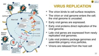 VIRUS REPLICATION
 The virion binds to cell surface receptors.
 The virion or viral genome enters the cell;
the viral genome is uncoated.
 Early viral genes are expressed.
 Early viral proteins direct replication of the
viral genome.
 Late viral genes are expressed from newly
replicated viral genomes.
 Late viral proteins package genomes and
assemble progeny virus particles.
 Virions are released from the host cell
23
 