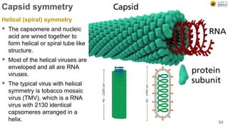 Capsid symmetry
Helical (spiral) symmetry
 The capsomere and nucleic
acid are wined together to
form helical or spiral tube like
structure.
 Most of the helical viruses are
enveloped and all are RNA
viruses.
 The typical virus with helical
symmetry is tobacco mosaic
virus (TMV), which is a RNA
virus with 2130 identical
capsomeres arranged in a
helix. 54
 
