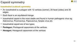 Capsid symmetry
Icosahedral (cubical) symmetry
 An icosahedral is a polygon with 12 vertices (corner), 20 facet (sides) and 30
edges.
 Each facet is an equilateral triange.
 Icosahedral capsid is the most stable and found in human pathogenic virus eg.
Adenovirus, Picornavirus, Papovavirus, herpes virus etc.
 Icosahedral capsid are of two types;
 Pentagon; Pentagonal capsomere at the vertices
 Hexagon; Hexagonal capsomere at the vertices
55
 