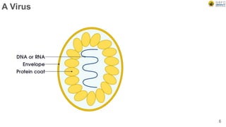 A Virus
6
 
