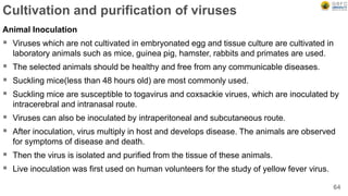 Cultivation and purification of viruses
Animal Inoculation
 Viruses which are not cultivated in embryonated egg and tissue culture are cultivated in
laboratory animals such as mice, guinea pig, hamster, rabbits and primates are used.
 The selected animals should be healthy and free from any communicable diseases.
 Suckling mice(less than 48 hours old) are most commonly used.
 Suckling mice are susceptible to togavirus and coxsackie virues, which are inoculated by
intracerebral and intranasal route.
 Viruses can also be inoculated by intraperitoneal and subcutaneous route.
 After inoculation, virus multiply in host and develops disease. The animals are observed
for symptoms of disease and death.
 Then the virus is isolated and purified from the tissue of these animals.
 Live inoculation was first used on human volunteers for the study of yellow fever virus.
64
 