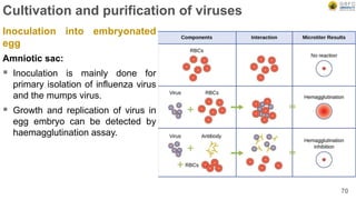 Cultivation and purification of viruses
Inoculation into embryonated
egg
Amniotic sac:
 Inoculation is mainly done for
primary isolation of influenza virus
and the mumps virus.
 Growth and replication of virus in
egg embryo can be detected by
haemagglutination assay.
70
 