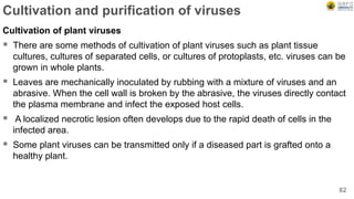Cultivation and purification of viruses
Cultivation of plant viruses
 There are some methods of cultivation of plant viruses such as plant tissue
cultures, cultures of separated cells, or cultures of protoplasts, etc. viruses can be
grown in whole plants.
 Leaves are mechanically inoculated by rubbing with a mixture of viruses and an
abrasive. When the cell wall is broken by the abrasive, the viruses directly contact
the plasma membrane and infect the exposed host cells.
 A localized necrotic lesion often develops due to the rapid death of cells in the
infected area.
 Some plant viruses can be transmitted only if a diseased part is grafted onto a
healthy plant.
82
 
