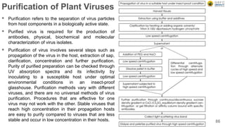 Purification of Plant Viruses
 Purification refers to the separation of virus particles
from host components in a biologically active state.
 Purified virus is required for the production of
antibodies, physical, biochemical and molecular
characterization of virus isolates.
 Purification of virus involves several steps such as
propagation of the virus in the host, extraction of sap,
clarification, concentration and further purification.
Purity of purified preparation can be checked through
UV absorption spectra and its infectivity by
inoculating to a susceptible host under optimal
environmental conditions in an insect-proof
glasshouse. Purification methods vary with different
viruses, and there are no universal methods of virus
purification. Procedures that are effective for one
virus may not work with the other. Stable viruses that
reach high concentration in their propagation hosts
are easy to purify compared to viruses that are less
stable and occur in low concentration in their hosts. 86
 