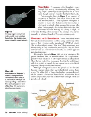 Flagellates Protozoans called flagellates move
                                                   through their watery environment by whipping their
                                                   long flagella. Many species of flagellates live in fresh-
                                                   water, though some are parasites that harm their hosts.
                                                       Proterospongia, shown in Figure 9, is a member of
                                                   one group of flagellates that might share an ancestor
                                                   with ancient animals. These flagellates often grow in
                                                   colonies of many cells that are similar in structure to
                                                   cells found in animals called sponges. Like sponge cells,
                                                   when Proterospongia cells are in colonies, they perform
                                                   different functions. Moving the colony through the
Figure 9                                   water and dividing which increases the colony’s size, are two
Proterospongia is a rare, fresh-           examples of jobs that the cells of Proterospongia carry out.
water protist. Some scientists
hypothesize that it might share            Movement with Pseudopods Some protozoans move
an ancestor with ancient animals.          through their environments and feed using temporary exten-
                                           sions of their cytoplasm called pseudopods (SEWD uh pahdz).
                                           The word pseudopod means “false foot.” These organisms seem
                                           to flow along as they extend their pseudopods. They are found
                                           in freshwater and saltwater environments, and certain types are
                                           parasites in animals.
                                               The amoeba shown in Figure 10 is a typical member of this
                                           group. To obtain food, an amoeba extends the cytoplasm of a
                                           pseudopod on either side of a food particle such as a bacterium.
                                           Then the two parts of the pseudopod flow together and the par-
                                           ticle is trapped. A vacuole forms around the trapped food.
                                           Digestion takes place inside the vacuole.
                                               Although some protozoans of this group, like the amoeba,
                                           have no outer covering, others secrete hard shells around them-
Figure 10                                  selves. The white cliffs of Dover, England are composed mostly
In many areas of the world, a
                                           of the remains of some of these shelled protozoans. Some
disease-causing species of
amoeba lives in the water. If
                                           shelled organisms have holes in their shells through which the
it enters a human body, it can             pseudopods extend.
cause dysentery—a condition
that can lead to a severe form                                                            Food vacuole
of diarrhea. Why is an amoeba
classified as a protozoan?
                   Magnification: 2,866ϫ                Cytoplasm
                                           Pseudopod




                                                          Nucleus                               Cell membrane



94   CHAPTER 4 Protists and Fungi
 
