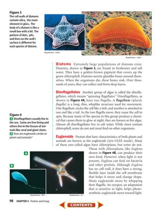 Figure 3
The cell walls of diatoms
contain silica, the main
element in glass. The
body of a diatom is like a
small box with a lid. The
pattern of dots, pits,
and lines on the wall’s
surface is different for
each species of diatom.
                                   Magnification: 3,000ϫ

                                                                                                          Magnification: 2,866ϫ


                                                  Diatoms Extremely large populations of diatoms exist.
                                                  Diatoms, shown in Figure 3, are found in freshwater and salt
                                                  water. They have a golden-brown pigment that covers up the
                                                  green chlorophyll. Diatoms secrete glasslike boxes around them-
                                                  selves. When the organisms die, these boxes sink. Over thou-
                                                  sands of years, they can collect and form deep layers.

                                                  Dinoflagellates Another group of algae is called the dinofla-
                                                  gellates, which means “spinning flagellates.” Dinoflagellates, as
                                                  shown in Figure 4A, have two flagella. A flagellum (plural,
                                                  flagella) is a long, thin, whiplike structure used for movement.
                                                  One flagellum circles the cell like a belt, and another is attached to
                                                  one end like a tail. As the two flagella move, they cause the cell to
Figure 4                                          spin. Because many of the species in this group produce a chemi-
   Dinoflagellates usually live in
                                                  cal that causes them to glow at night, they are known as fire algae.
the sea. Some are free living and
                                                  Almost all dinoflagellates live in salt water. While most contain
others live in the tissues of ani-
mals like coral and giant clams.
                                                  chlorophyll, some do not and must feed on other organisms.
   How are euglenoids similar to
plants and animals?                               Euglenoids Protists that have characteristics of both plants and
                                                  animals are known as the euglenoids (yew GLEE noydz). Many
                                                  of these one-celled algae have chloroplasts, but some do not.
                                                                          Those with chloroplasts, like Euglena
                                                                          shown in Figure 4B, can produce their
                                                                          own food. However, when light is not
                                                                          present, Euglena can feed on bacteria
                                                                          and other protists. Although Euglena
                                                                          has no cell wall, it does have a strong,
                                                                          flexible layer inside the cell membrane
                                                                          that helps it move and change shape.
                                                                          Many euglenoids move by whipping
                                                                          their flagella. An eyespot, an adaptation
                                                                          that is sensitive to light, helps photo-
                                                                          synthetic euglenoids move toward light.
                  Magnification: 180ϫ                        Magnification: 50ϫ


90    CHAPTER 4 Protists and Fungi
 