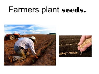Farmers plant seeds. 
 
