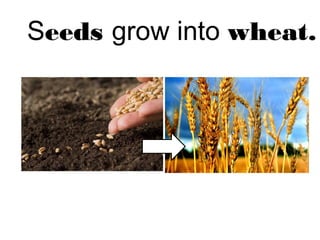 Seeds grow into wheat. 
 