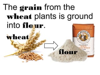 The grain from the 
wheat plants is ground 
into flour. 
flour 
wheat 
 