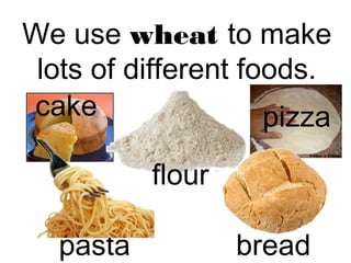 We use wheat to make 
lots of different foods. 
cake pizza 
flour 
pasta bread 
 