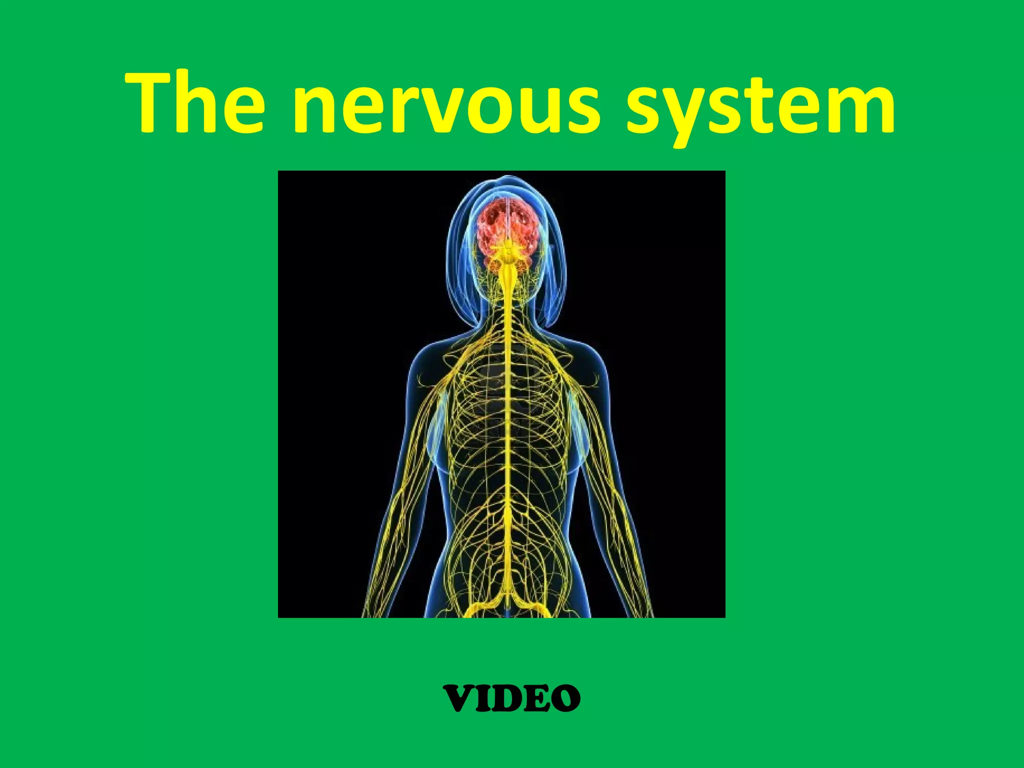 The nervous system
VIDEO
 
