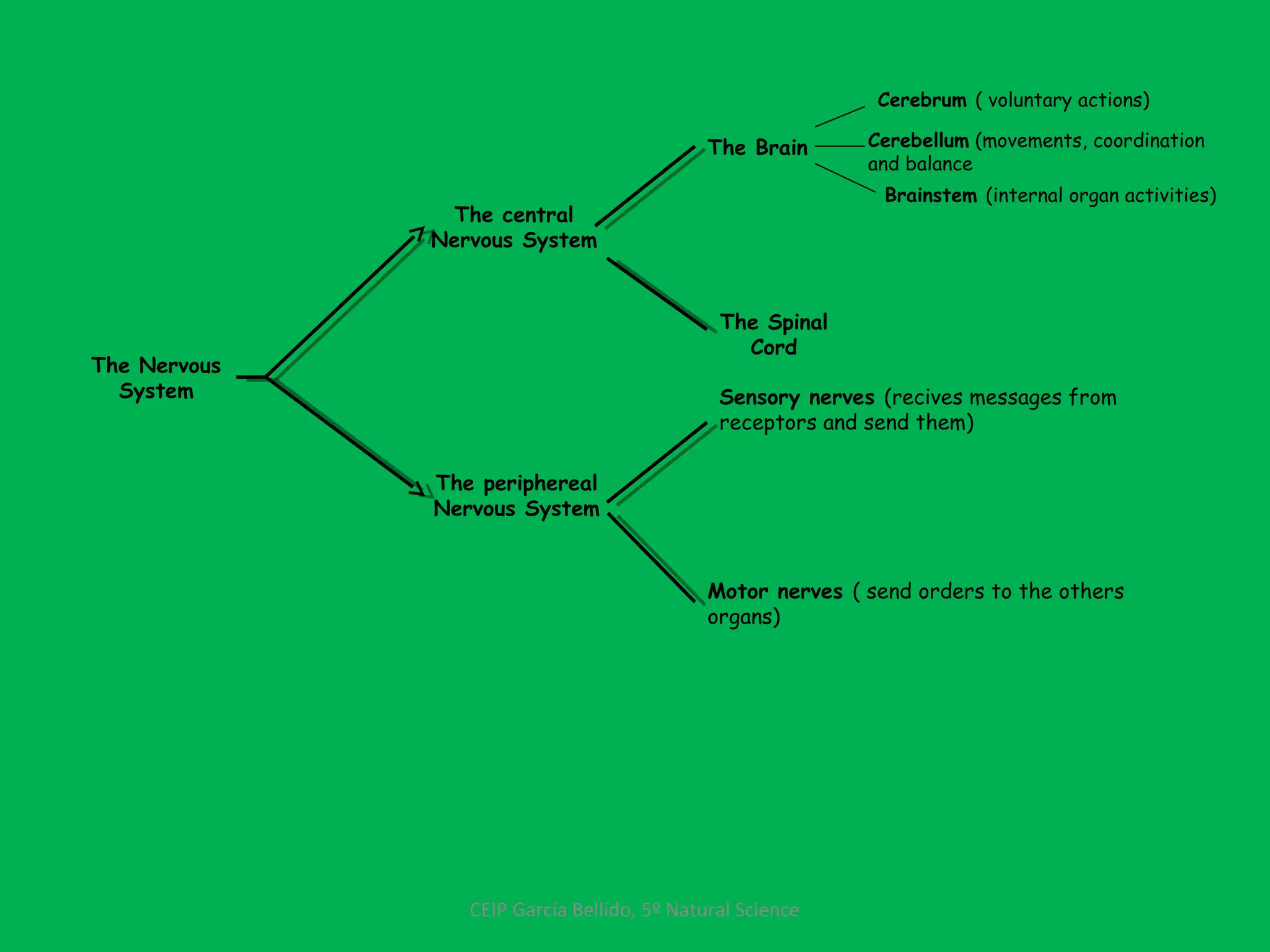 The Nervous
System
The central
Nervous System
The periphereal
Nervous System
The Brain
The Spinal
Cord
Cerebrum ( voluntary actions)
Cerebellum (movements, coordination
and balance
Brainstem (internal organ activities)
Sensory nerves (recives messages from
receptors and send them)
Motor nerves ( send orders to the others
organs)
CEIP García Bellido, 5º Natural Science
 