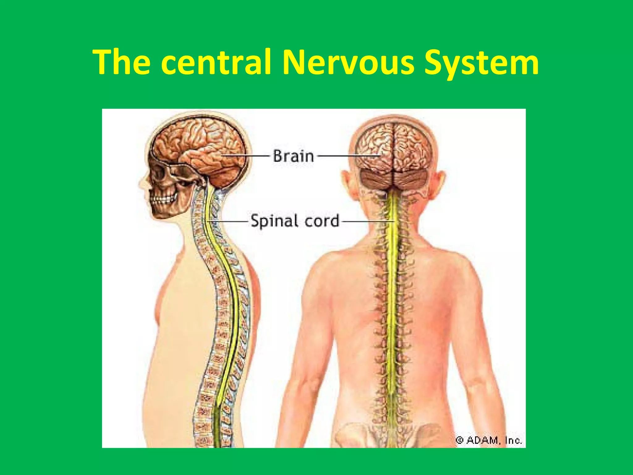 The central Nervous System
 