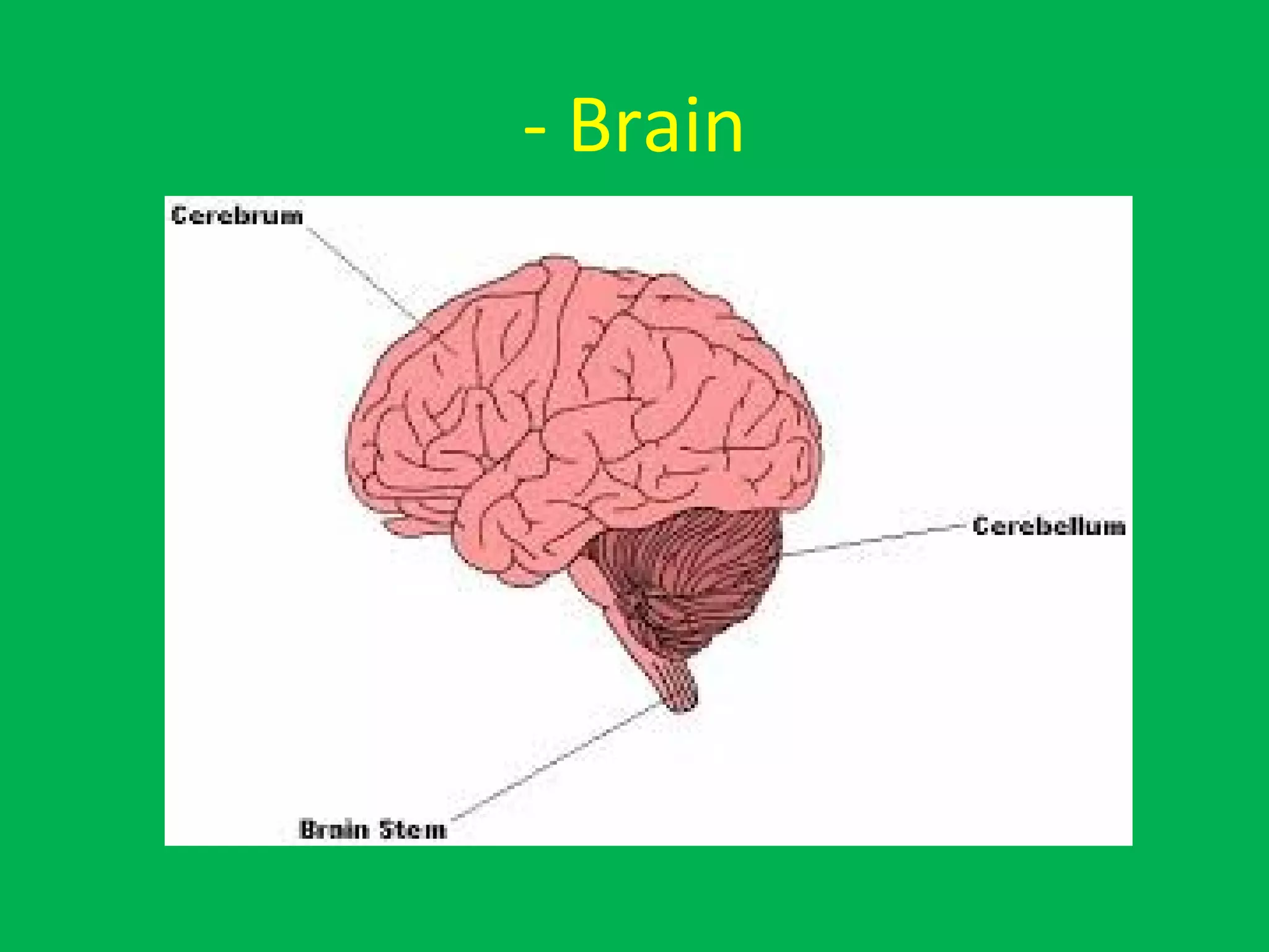 - Brain
 