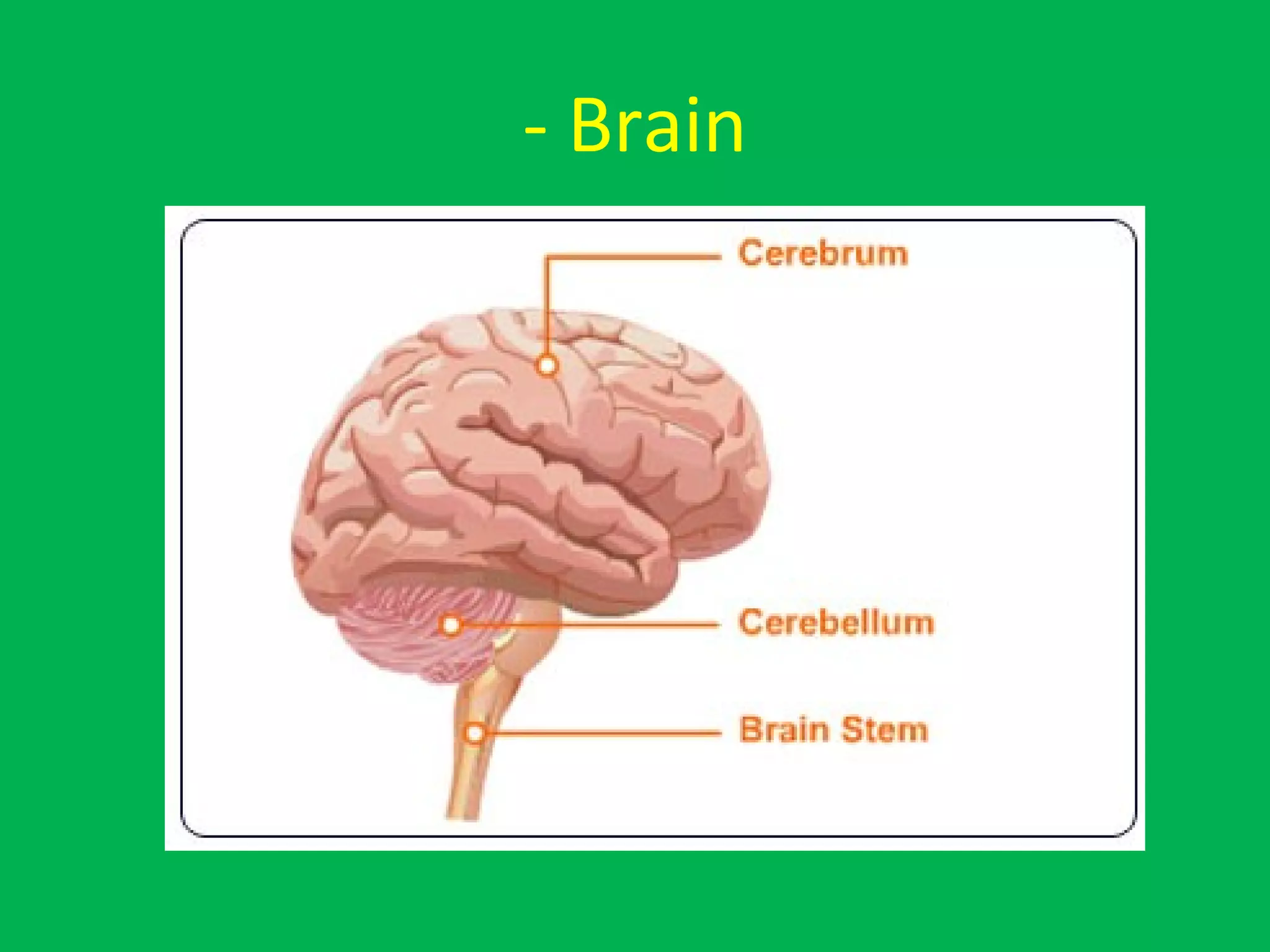 - Brain
 