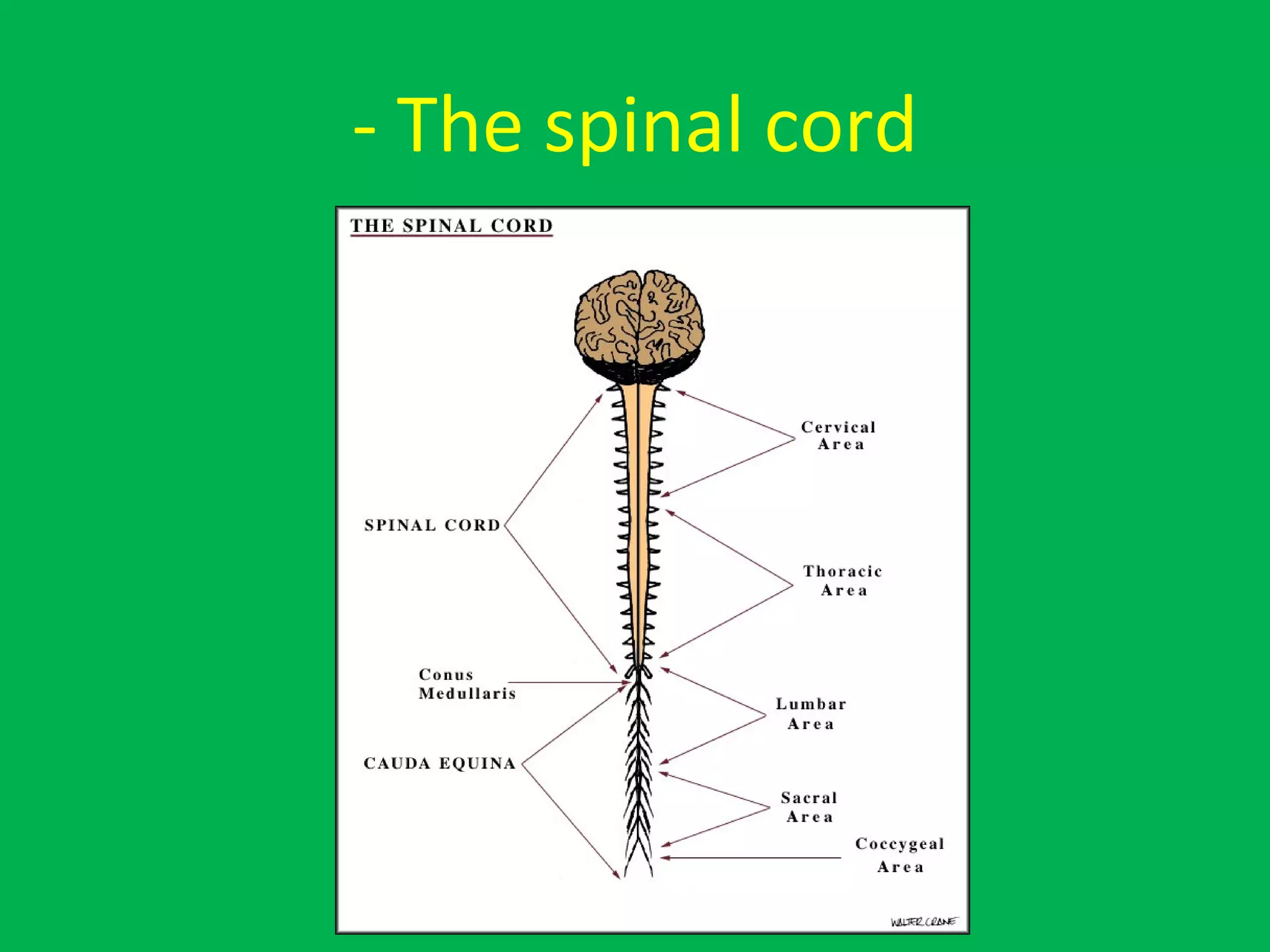 - The spinal cord
 
