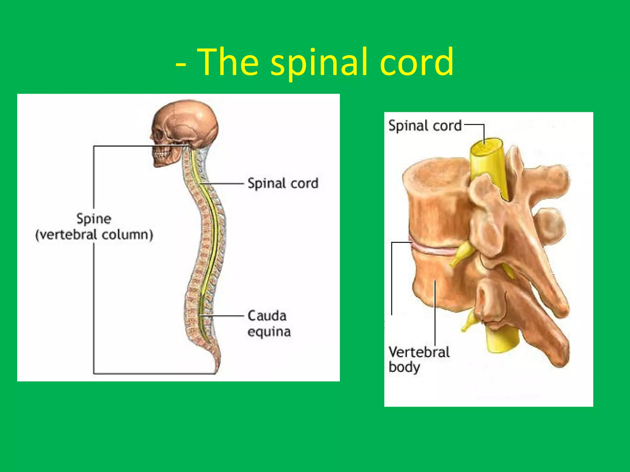 - The spinal cord
 