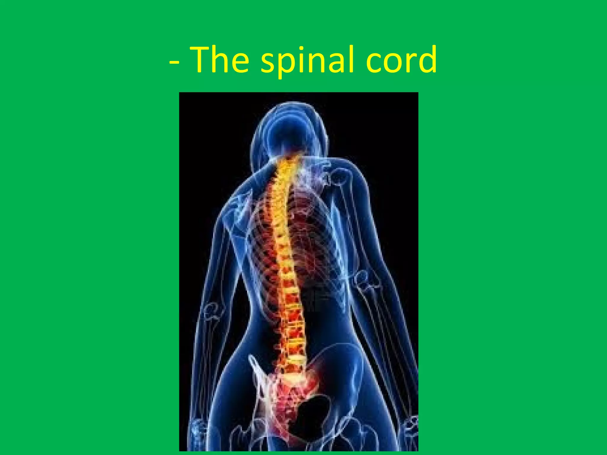 - The spinal cord
 