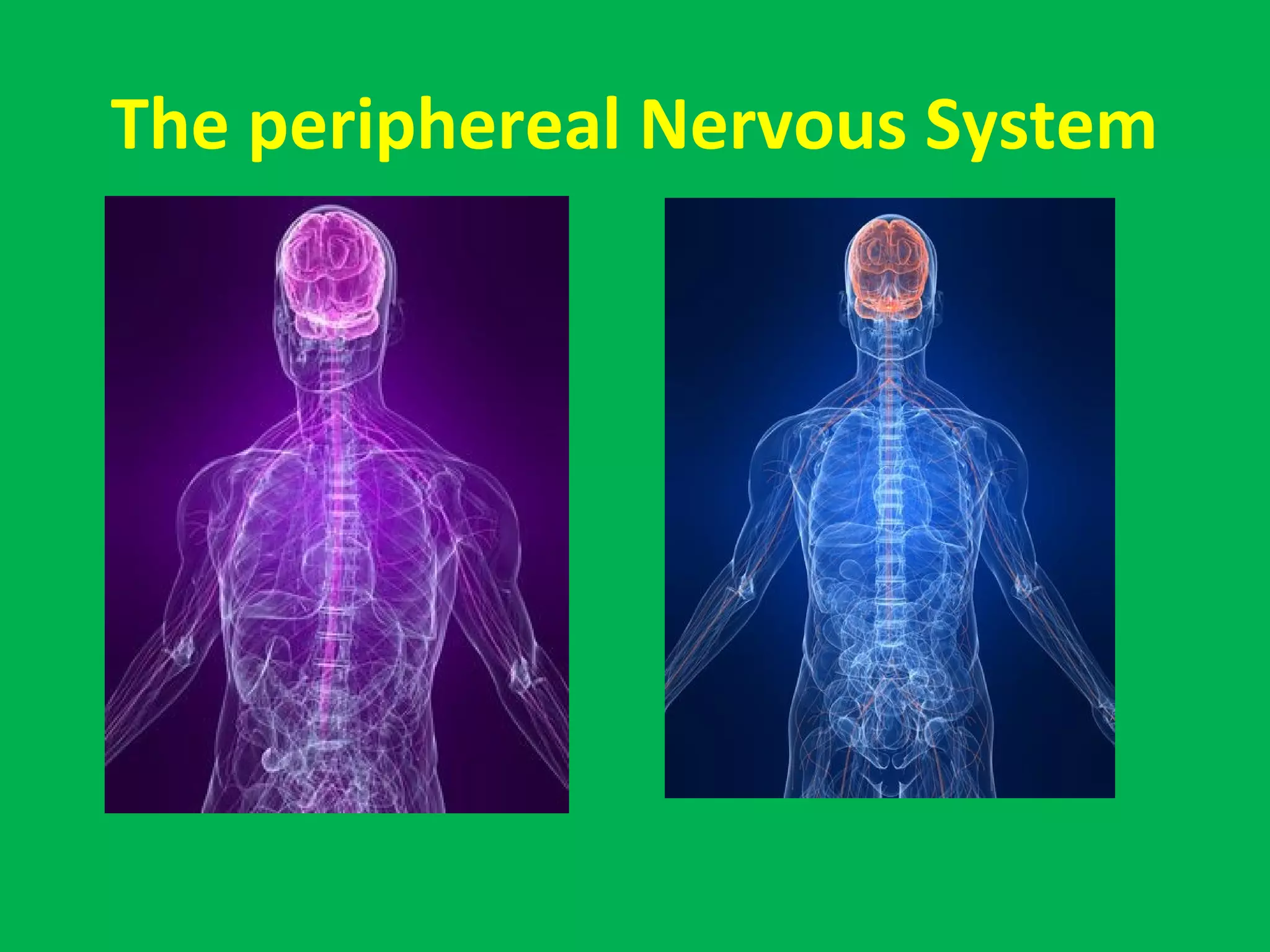 The periphereal Nervous System
 
