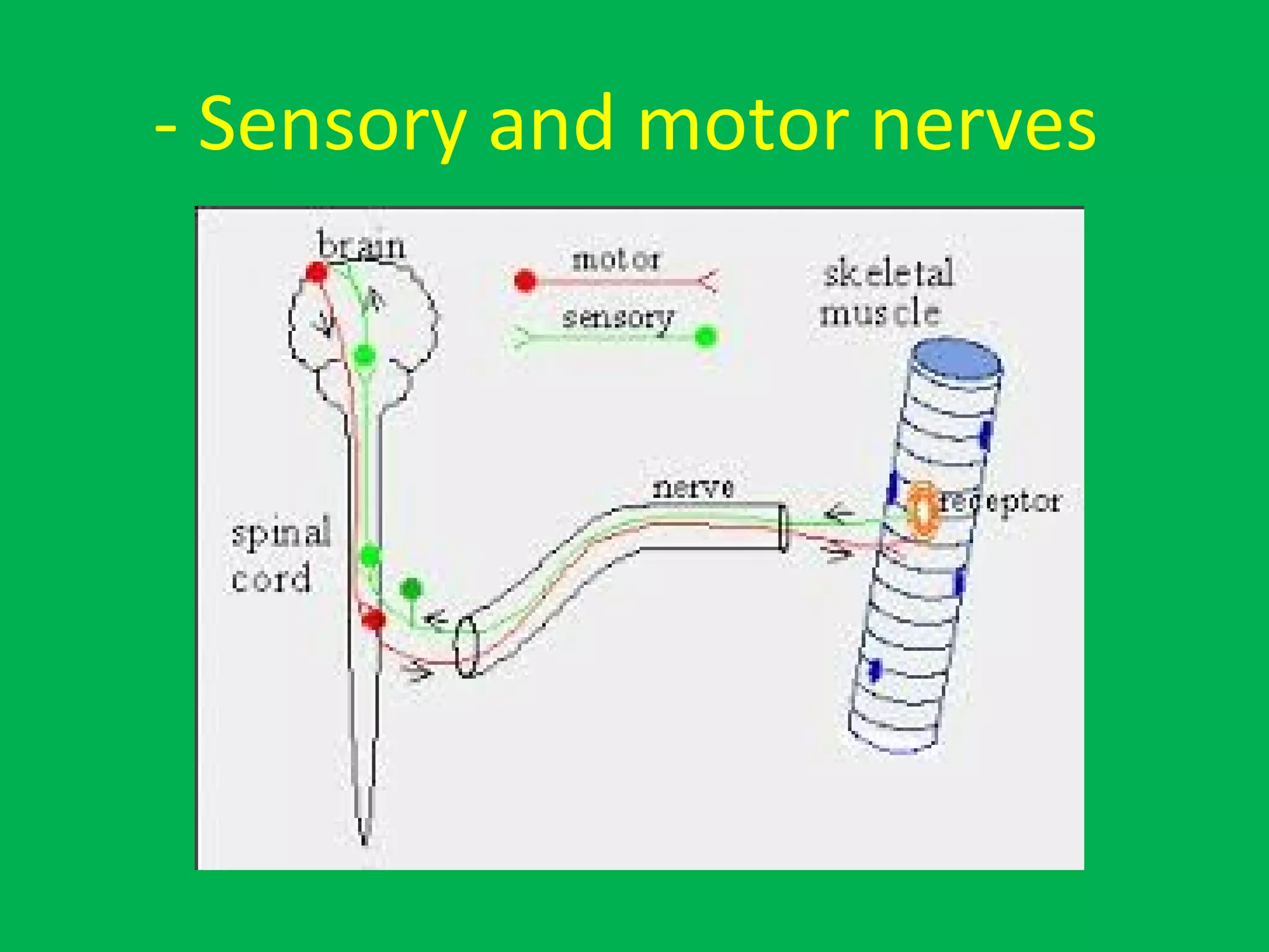 - Sensory and motor nerves
 