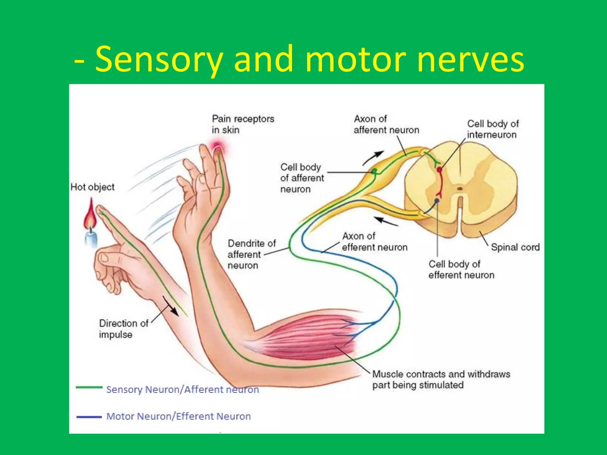 - Sensory and motor nerves
 