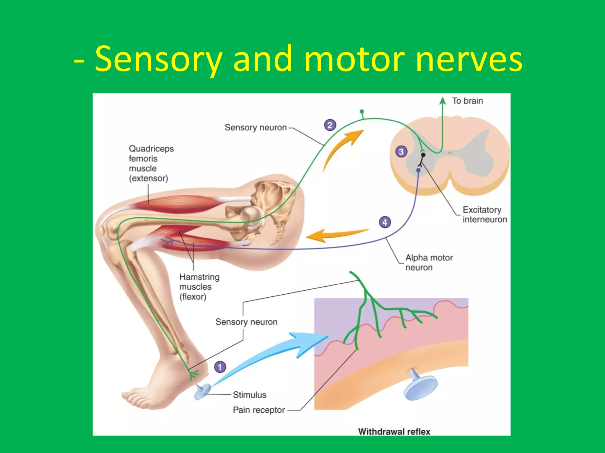 - Sensory and motor nerves
 