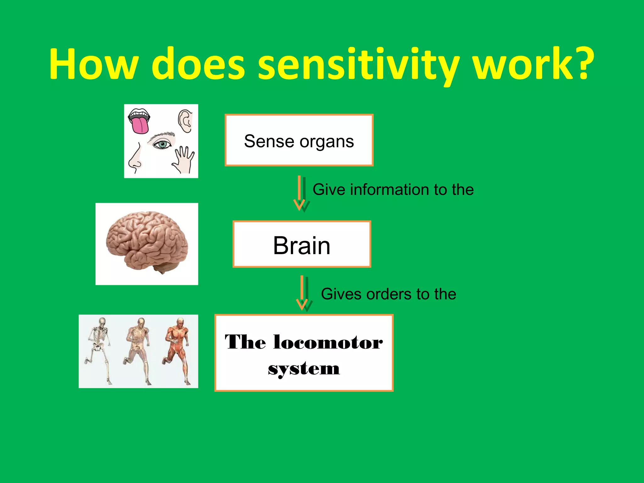 How does sensitivity work?
Sense organs
Brain
The locomotor
system
Gives orders to the
Give information to the
 