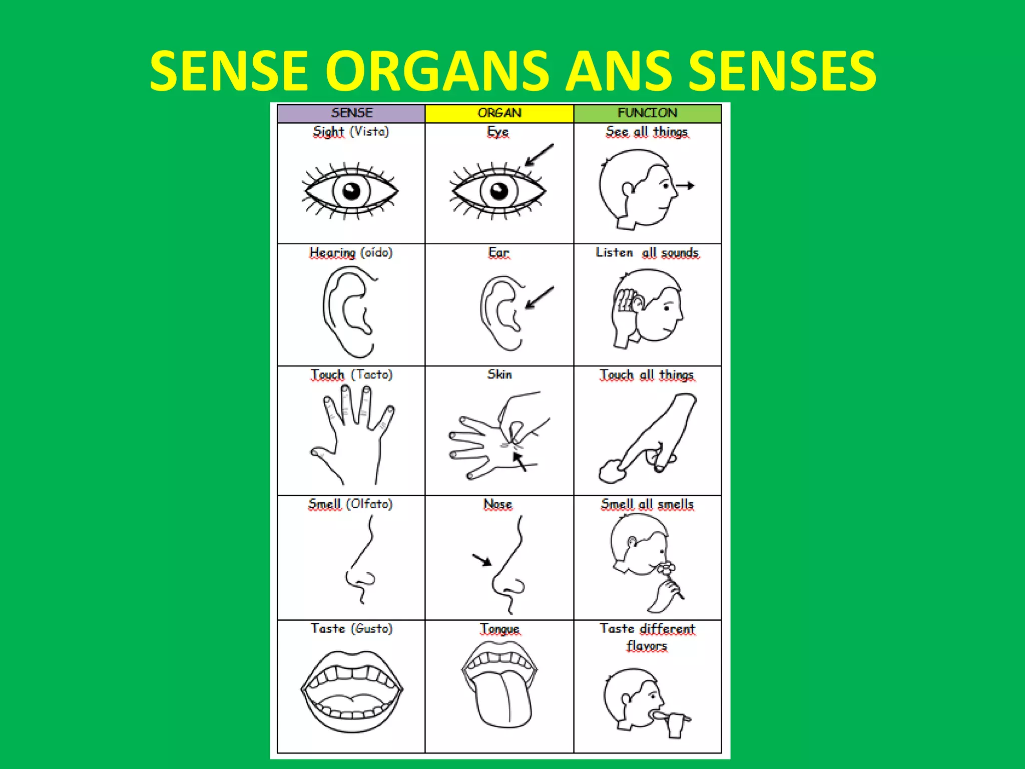 SENSE ORGANS ANS SENSES
 