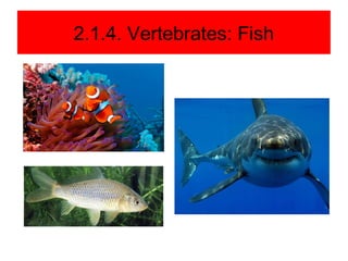 Science Vertebrates Fish Unit 2. vertebrates and invertebrates animals | PPT