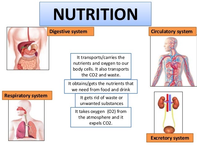 Nutrition 1: Food and the Digestive System