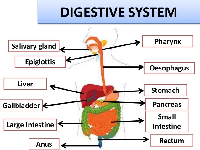 How To Get Rid Of Undigested Food In Stomach How To Get Rid Of Undigested Food In Stomach