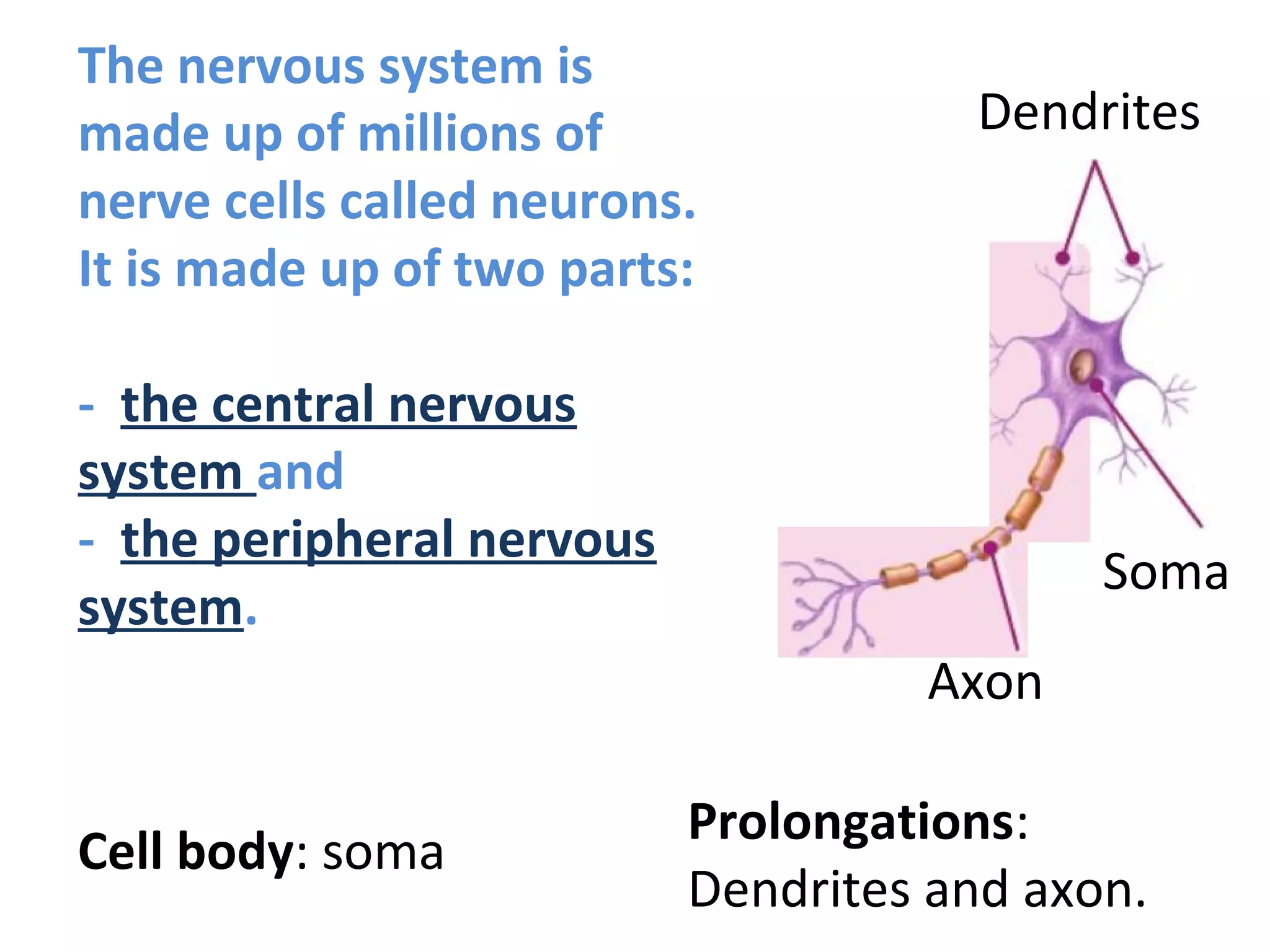 The nervous system is
made up of millions of
nerve cells called neurons.
It is made up of two parts:
- the central nervous
system and
- the peripheral nervous
system.
Soma
Dendrites
Axon
Cell body: soma
Prolongations:
Dendrites and axon.
 