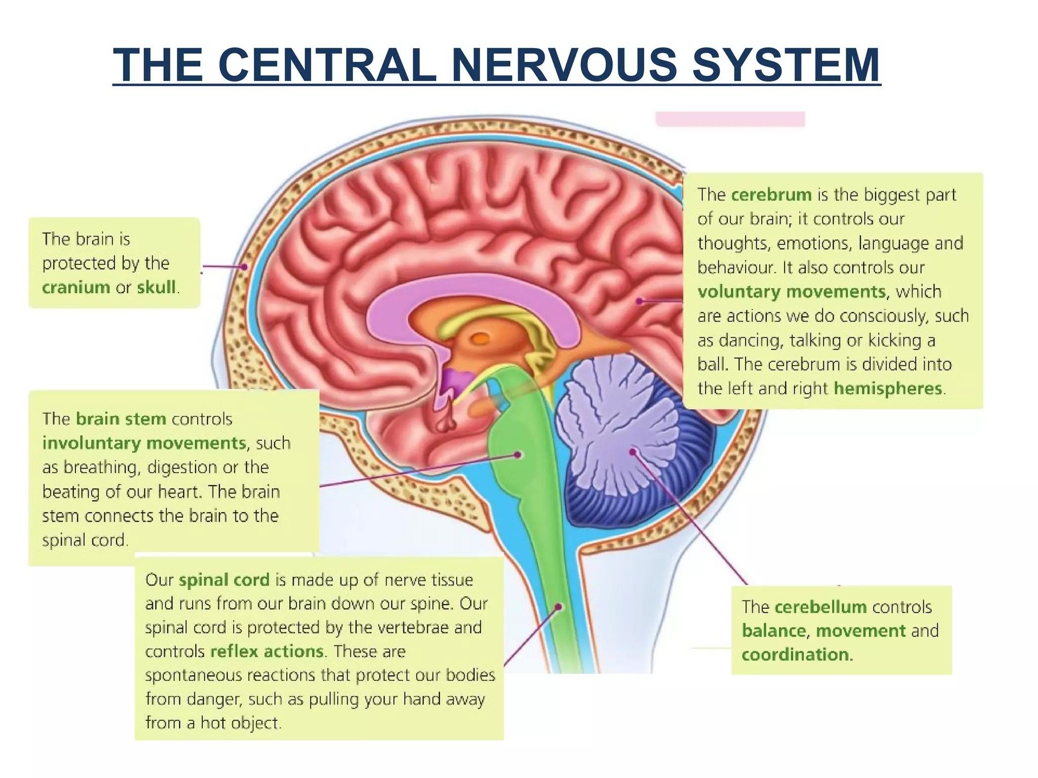 THE CENTRAL NERVOUS SYSTEM
 