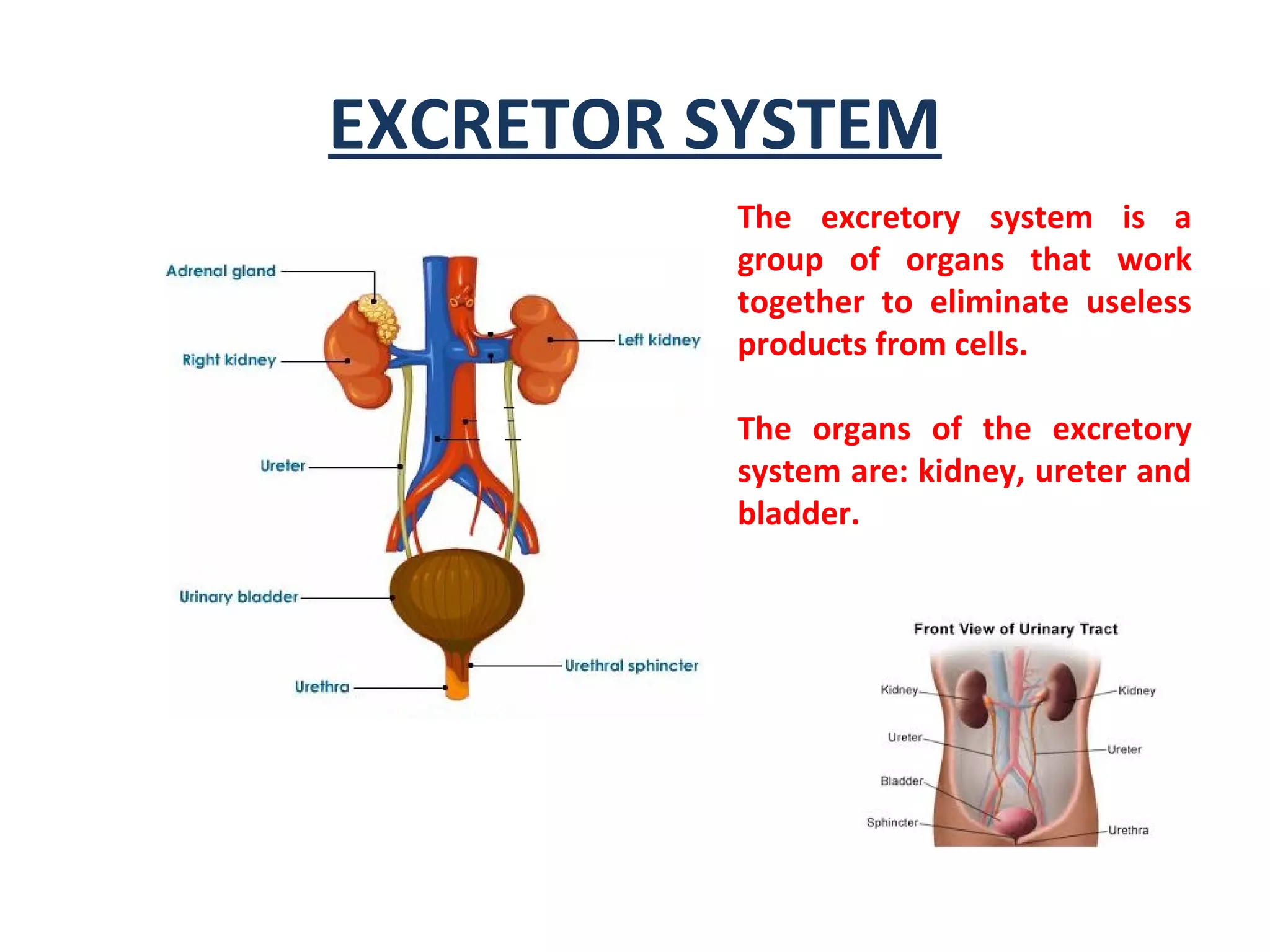 EXCRETOR SYSTEM
The excretory system is a
group of organs that work
together to eliminate useless
products from cells.
The organs of the excretory
system are: kidney, ureter and
bladder.
 