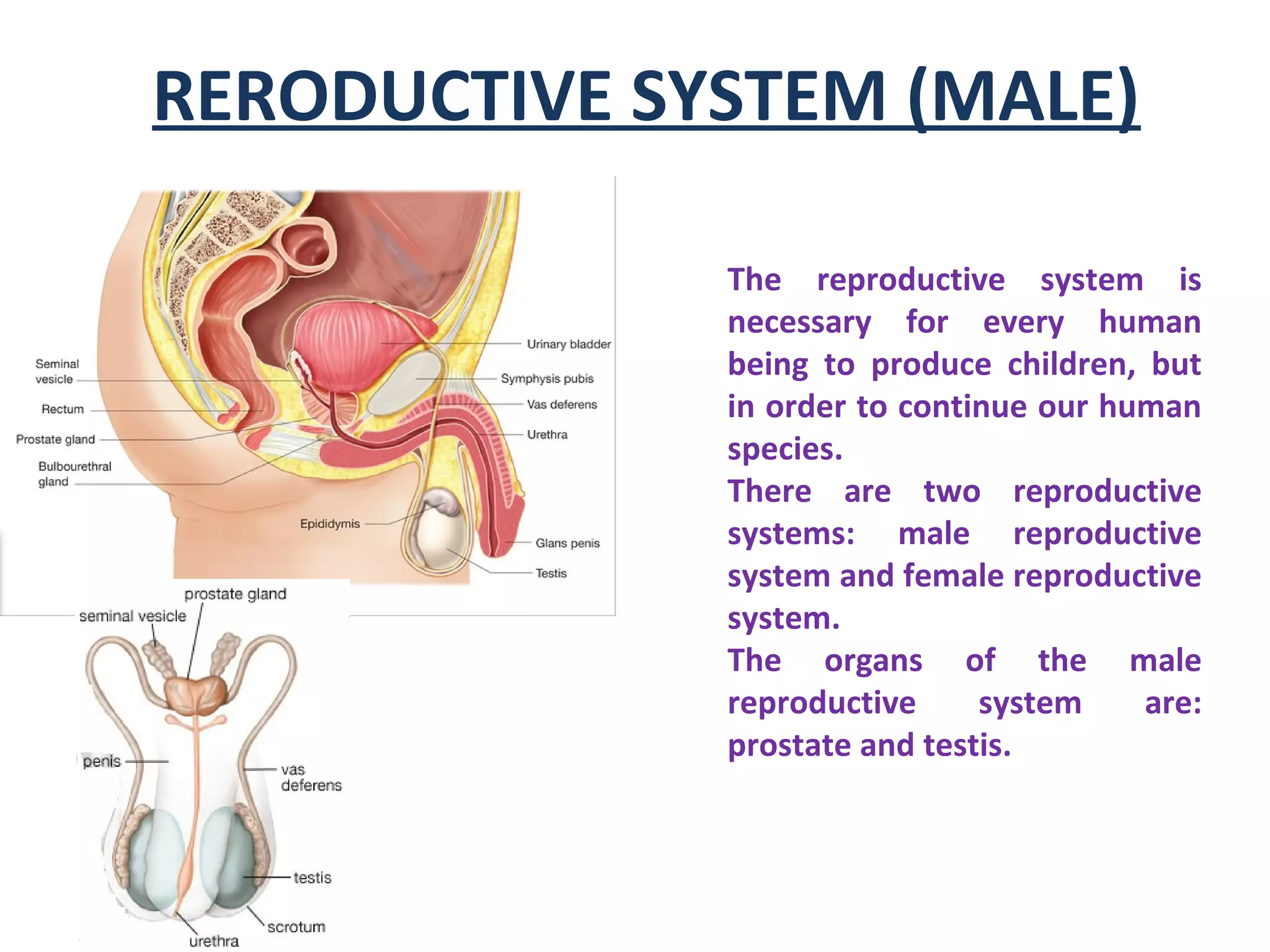 RERODUCTIVE SYSTEM (MALE)
The reproductive system is
necessary for every human
being to produce children, but
in order to continue our human
species.
There are two reproductive
systems: male reproductive
system and female reproductive
system.
The organs of the male
reproductive system are:
prostate and testis.
 