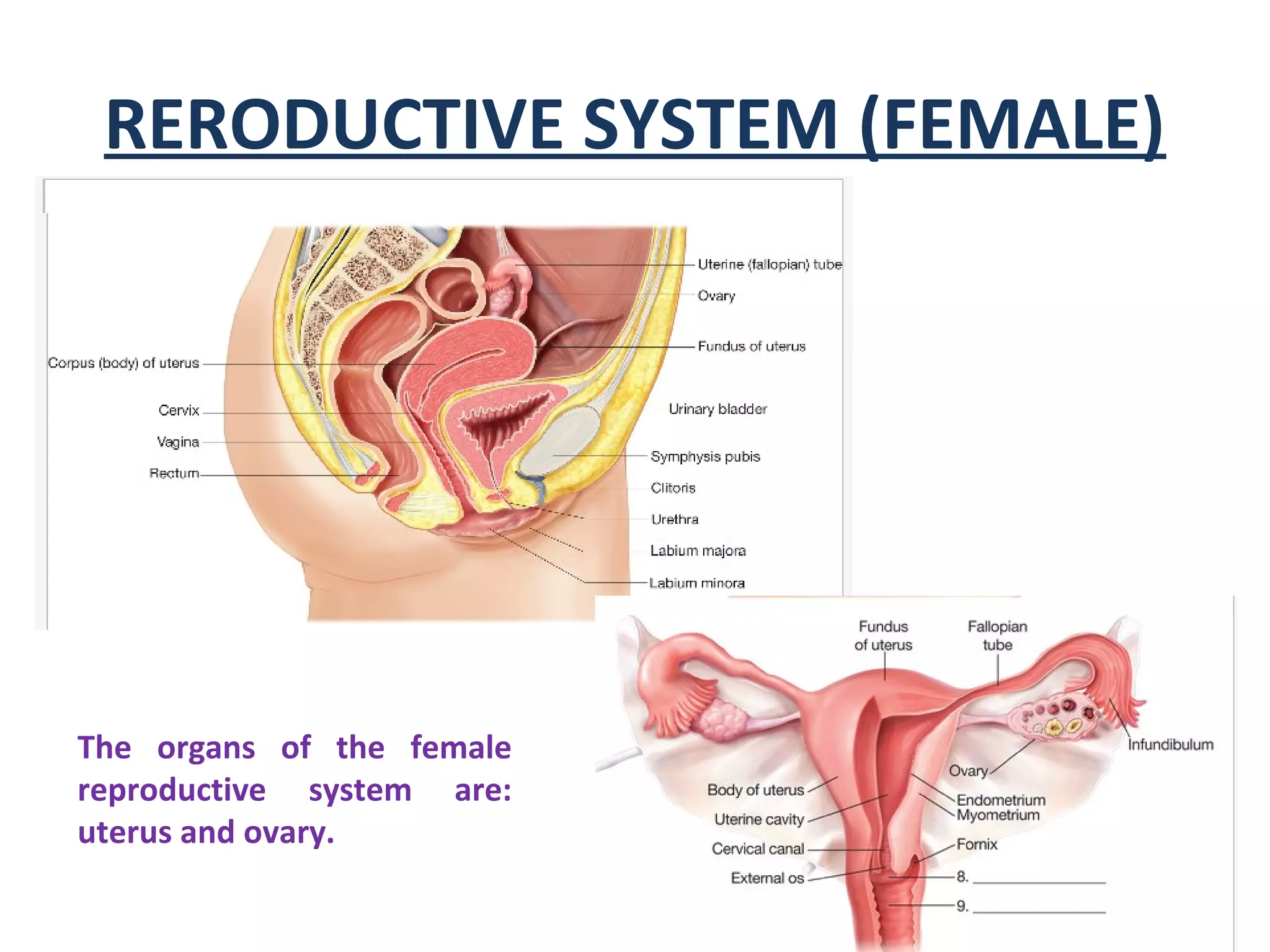 RERODUCTIVE SYSTEM (FEMALE)
The organs of the female
reproductive system are:
uterus and ovary.
 