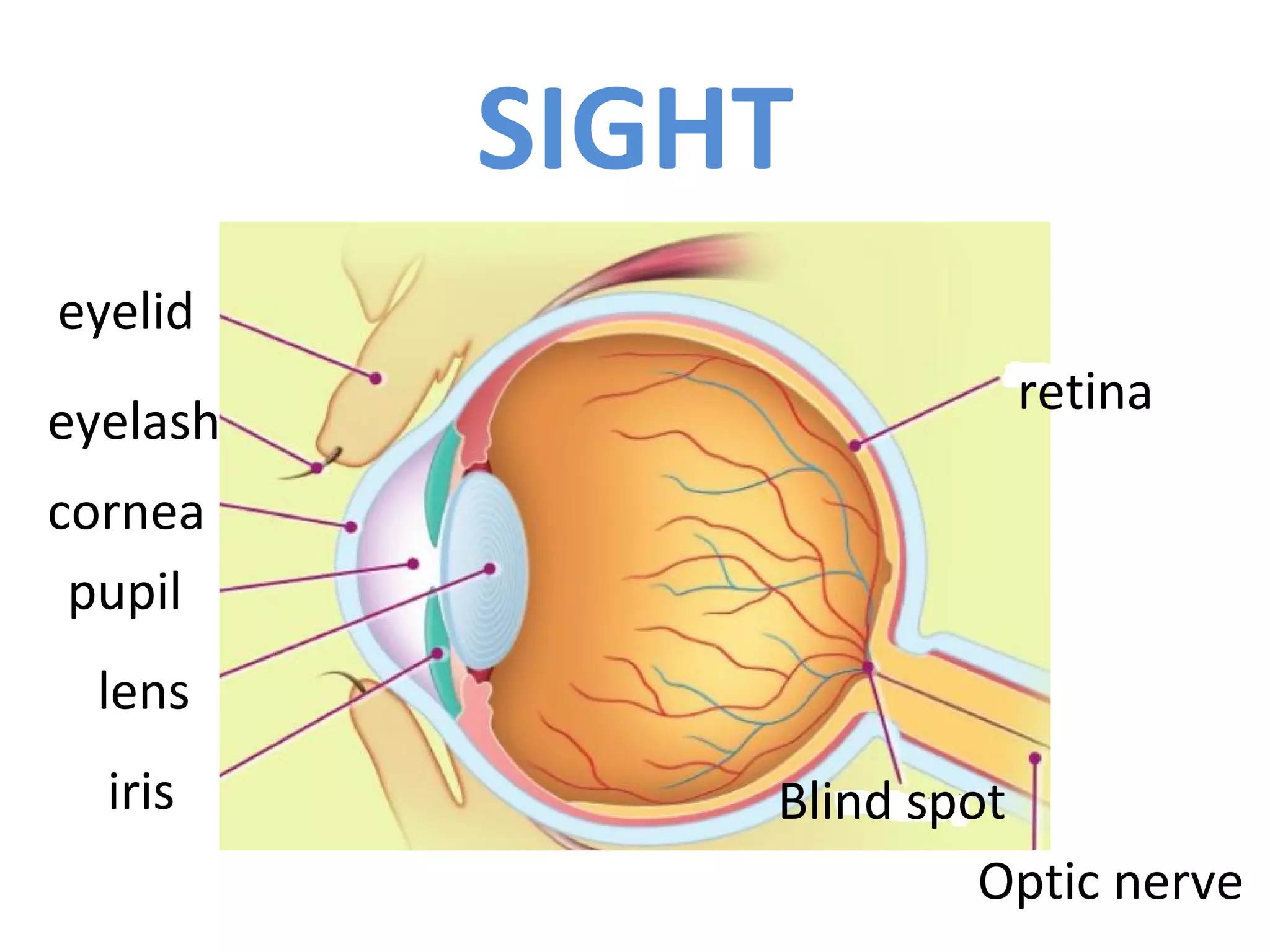 SIGHT
eyelid
pupil
lens
iris
Optic nerve
Blind spot
retina
cornea
eyelash
 