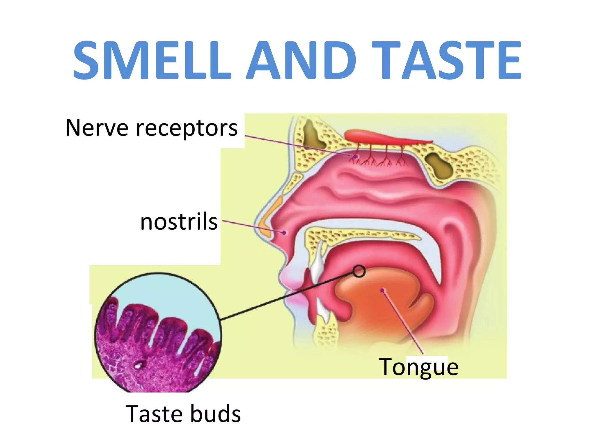 SMELL AND TASTE
Nerve receptors
nostrils
Tongue
Taste buds
 
