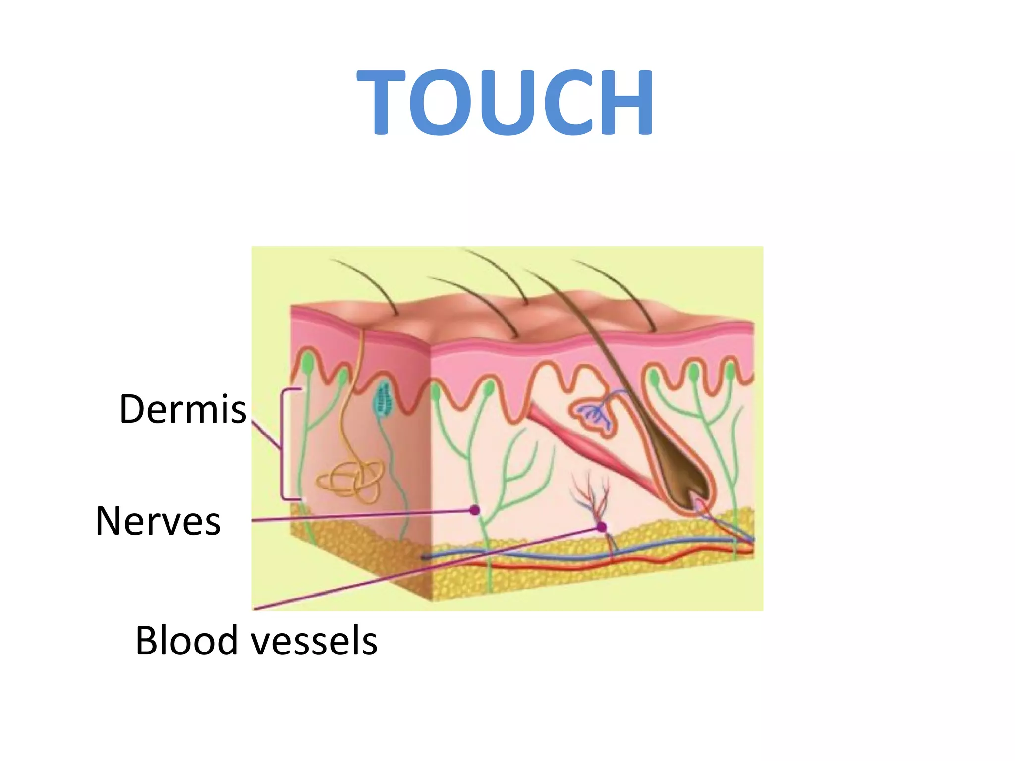 TOUCH
Dermis
Nerves
Blood vessels
 